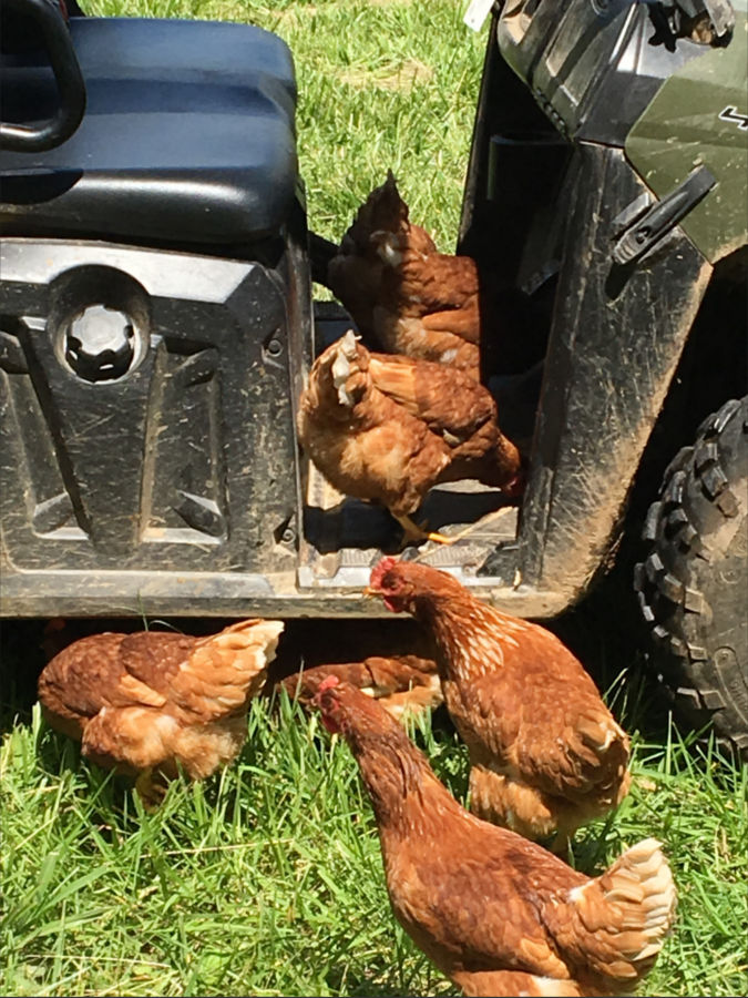 Chicks-Tractor