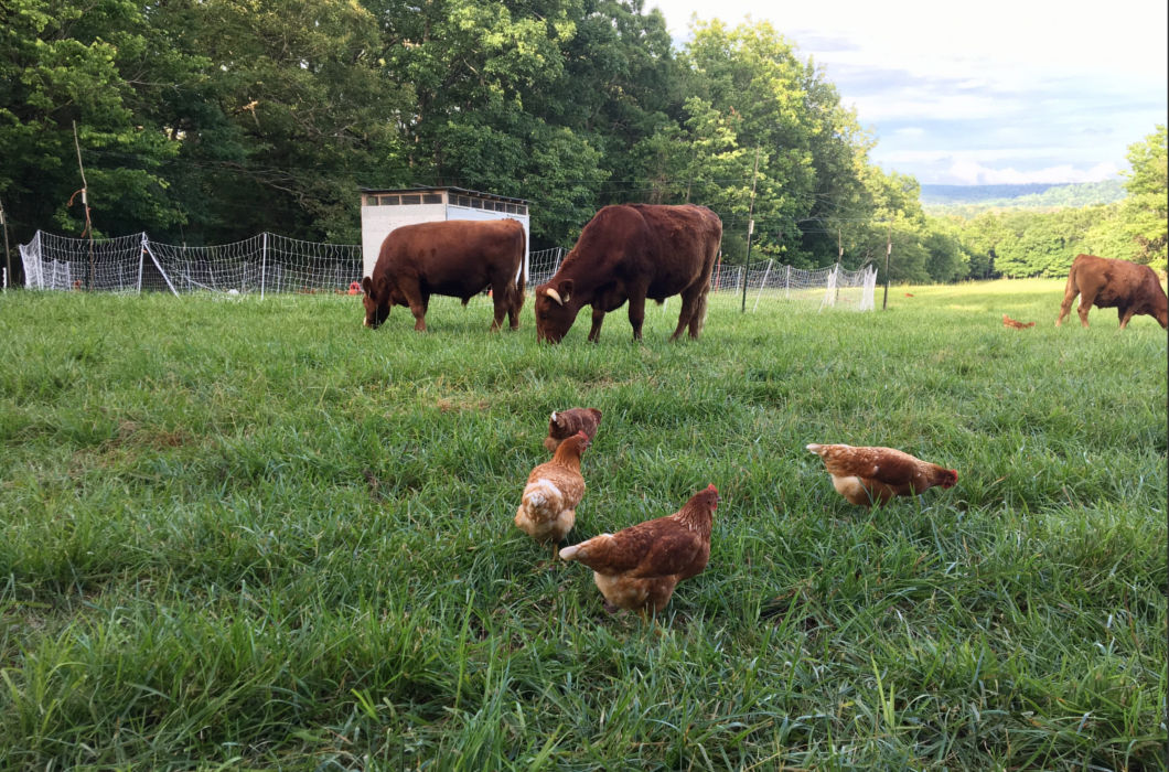 Cows&amp;amp;Chickens-500x320